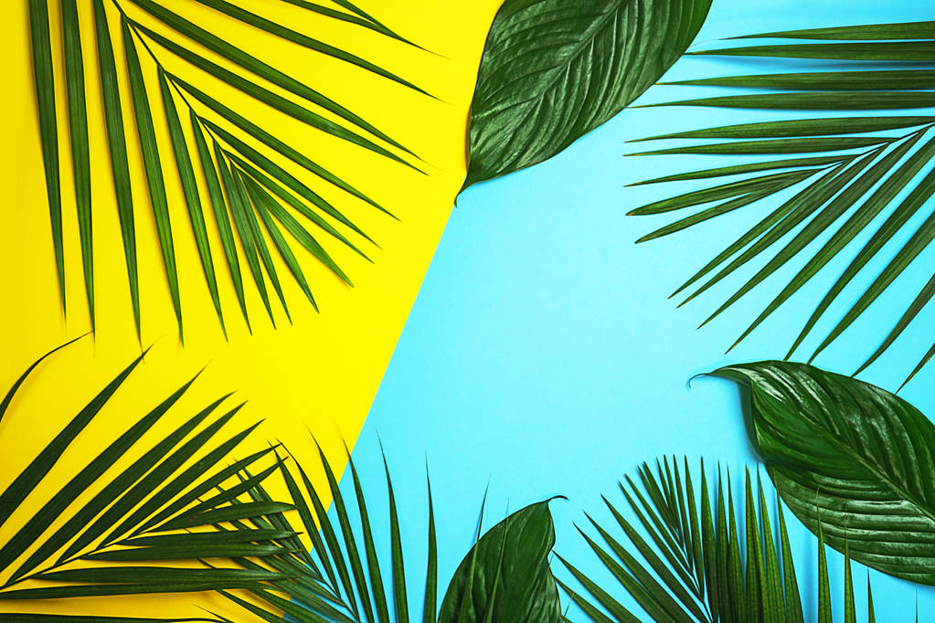 Tropikal yeşil palmiye renkli arka plan üzerinde bırakır. Sarı ve mavi renkler. - Fotoğraf, Görsel