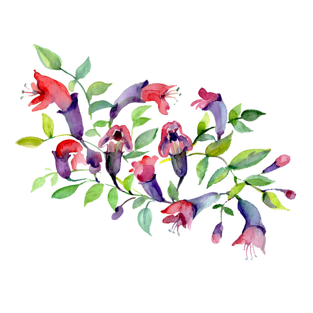 Bouquet de fleurs violettes aux feuilles vertes isolées sur blanc. Aquarelle fond éléments d'illustration
. - Photo, image
