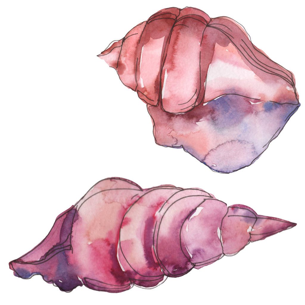 紫色の海洋熱帯貝殻が白に隔離されています。水彩背景イラストセット.  - 写真・画像