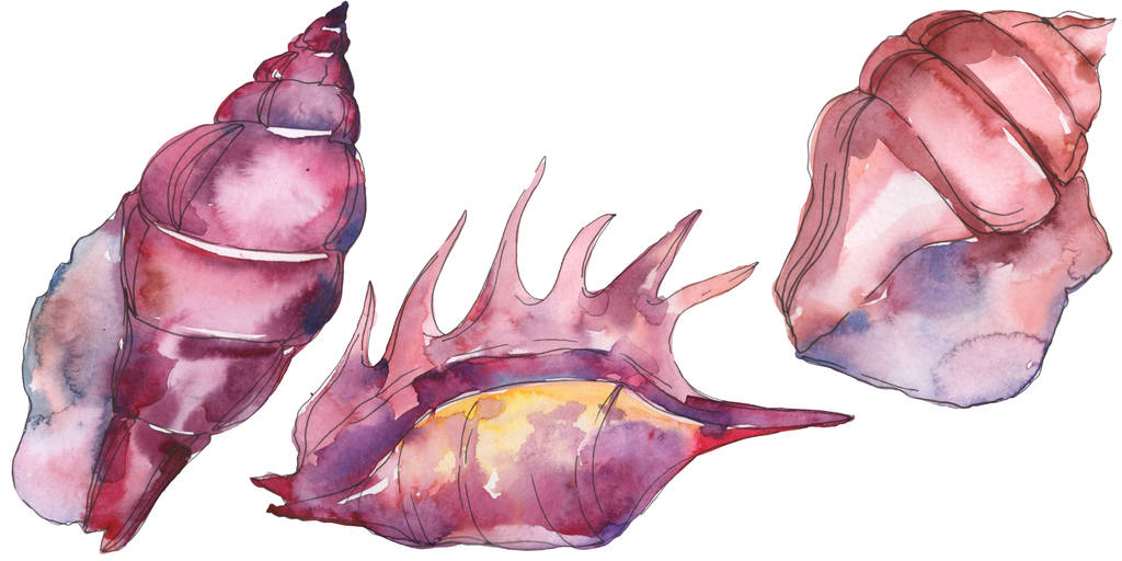 Фиолетовая морская тропическая ракушка изолирована на белом. Акварельный набор иллюстраций
.  - Фото, изображение