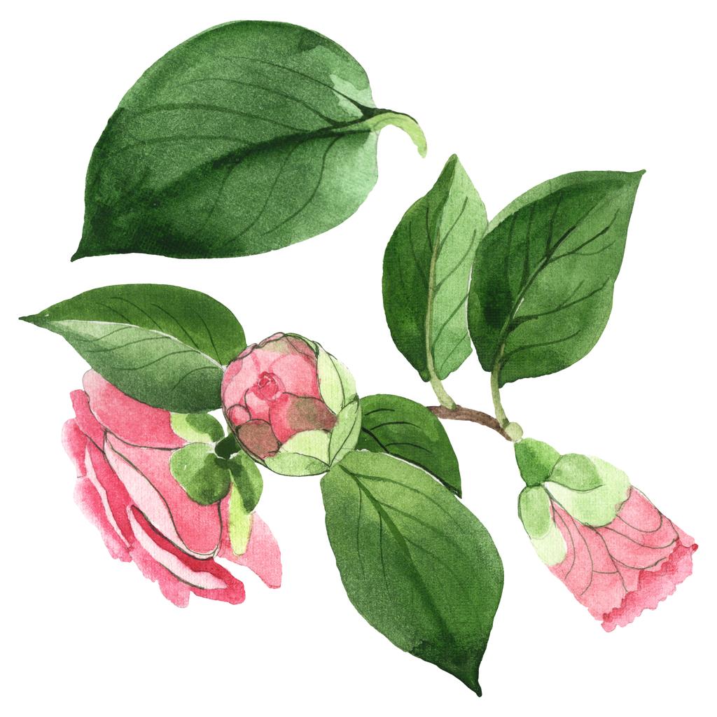 Fleurs botaniques florales de camélia rose. Ensemble d'illustration de fond aquarelle. Elément d'illustration de camélia isolé
. - Photo, image