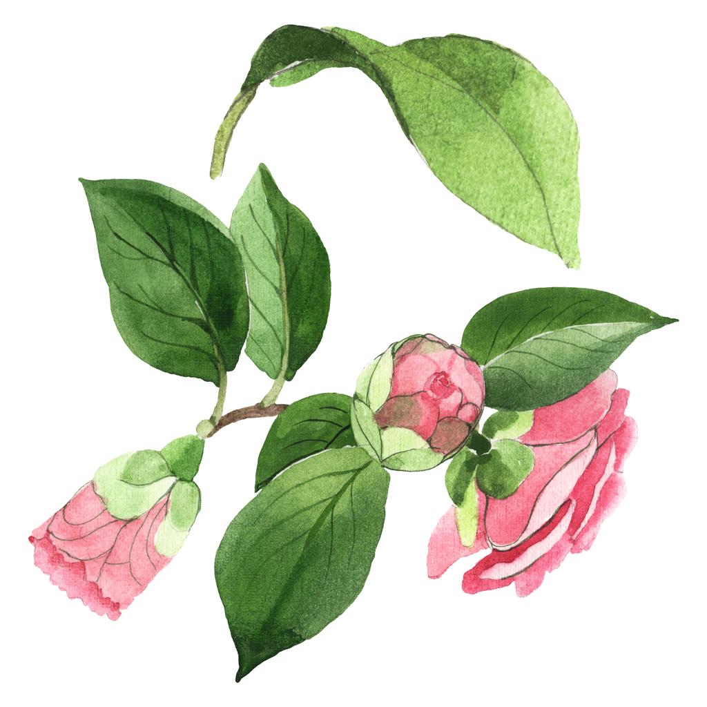 Camélia rosa flores botânicas florais. Conjunto de ilustração de fundo aquarela. Isolado elemento ilustração camélia
. - Foto, Imagem