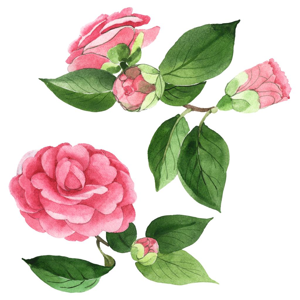 Pink Camellia Flowers With Green Leaves Isolated Free Stock Photo and Image