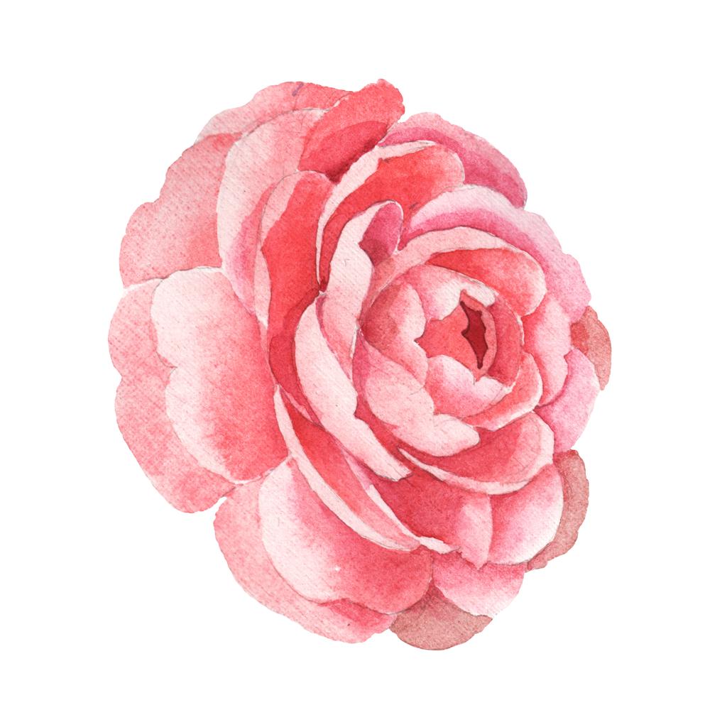 Botanische Blüten rosa Kamelien. Aquarell Hintergrundillustration Set. isolierte Kamelie Illustrationselement. - Foto, Bild