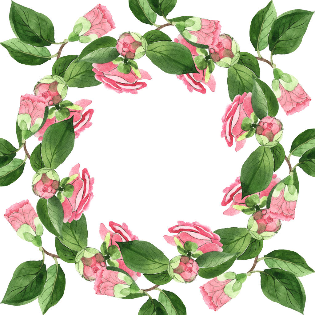 Růžové velbloudé květy se zelenými listy izolované na bílém. Vodný obrázek pozadí-barevný. Prázdný rámeček s prostorem pro kopírování. - Fotografie, Obrázek