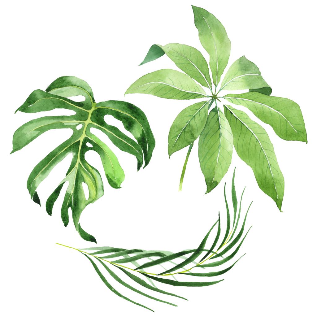 Egzotyczne tropikalne hawajskie zielone liście palmowe na białym tle. Zestaw tła akwarelowego.  - Zdjęcie, obraz