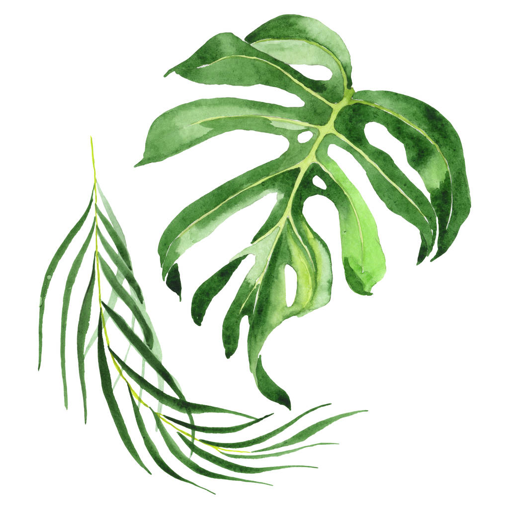 Feuilles exotiques de palmier vert hawaïen tropical isolées sur blanc. Ensemble de fond aquarelle
.  - Photo, image