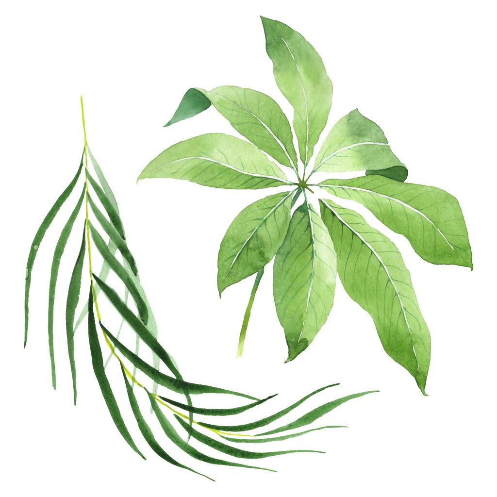 exotische tropische hawaiianische grüne Palmenblätter isoliert auf weiß. Aquarell Hintergrund Set.  - Foto, Bild