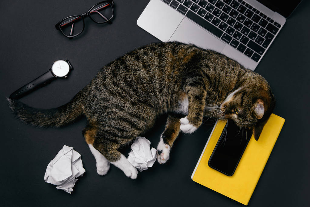 Забавна кішка лежить на офісному столі і грає зі збитими паперовими кульками
. - Фото, зображення