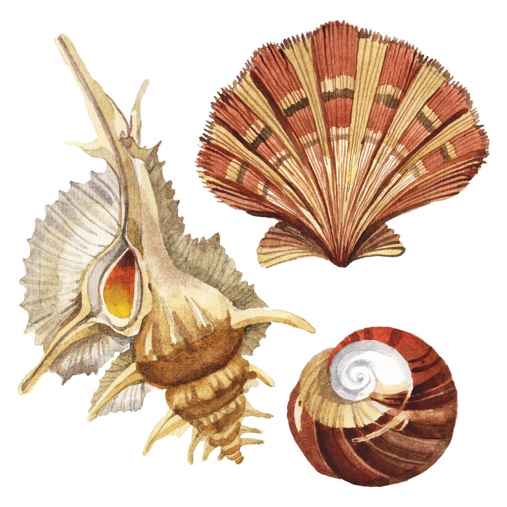 Seashells elementi tropicali isolati su bianco. Acquerello sfondo illustrazione set
.  - Foto, immagini