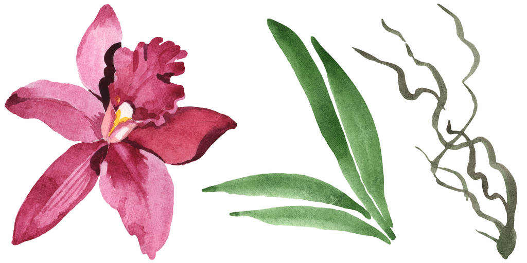 Photos et images de stock libres de droits de Marsala Fleur D'orchidée Avec  Des Feuilles Vertes