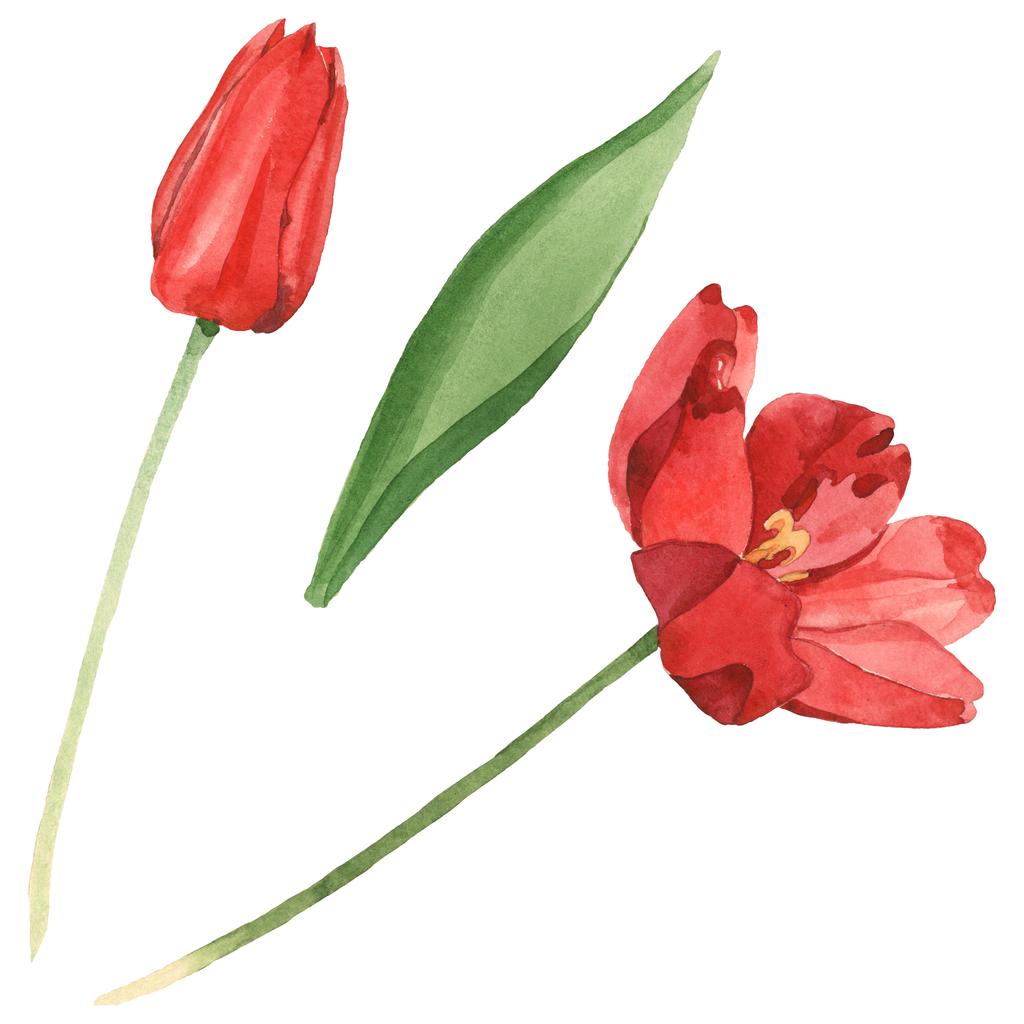 Rode tulpen met groen blad geïsoleerd op wit. Aquarel achtergrond illustratie set.  - Foto, afbeelding