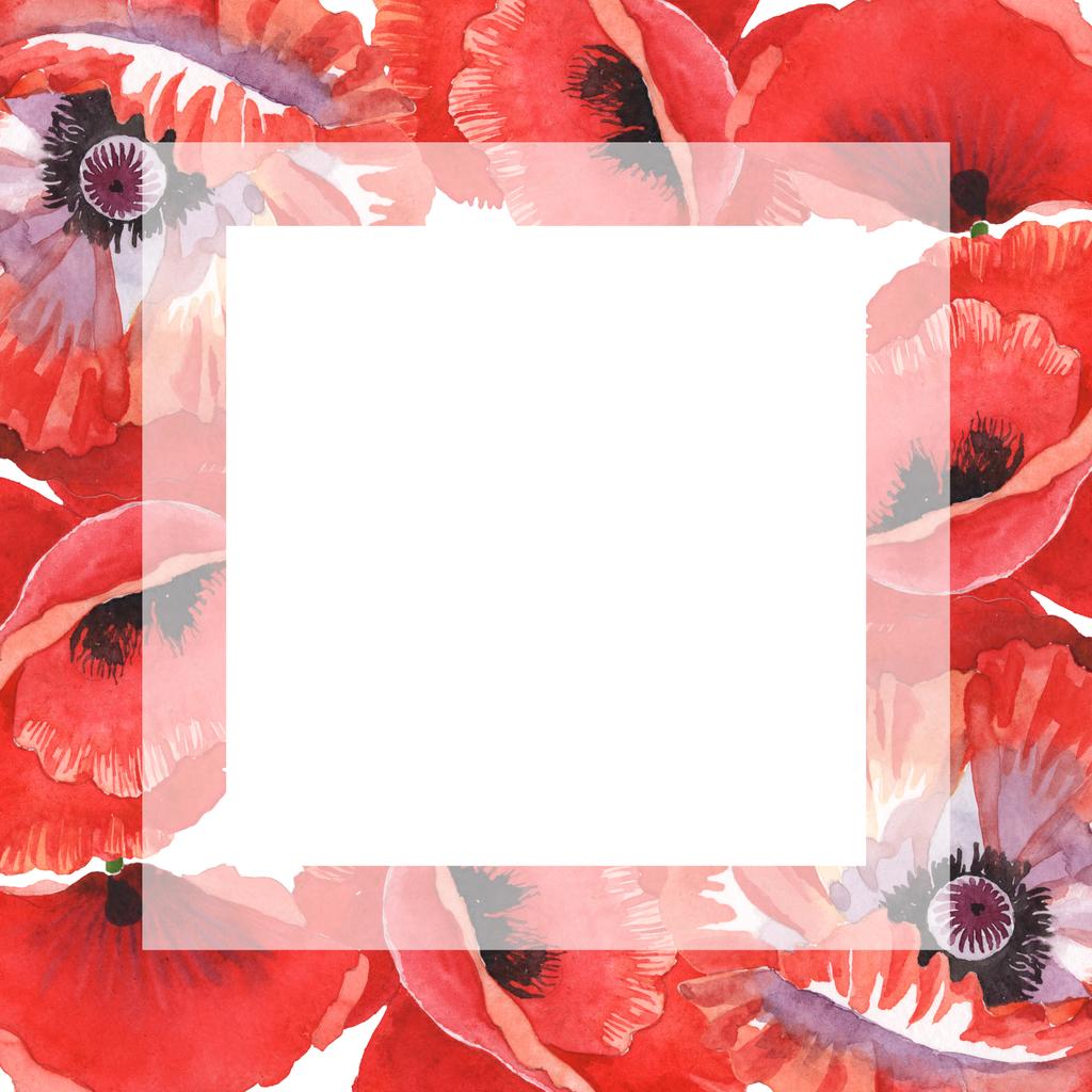 Rode papavers geïsoleerd op wit. Aquarel achtergrond illustratie instellen. Frame met bloemen en kopieer ruimte. - Foto, afbeelding