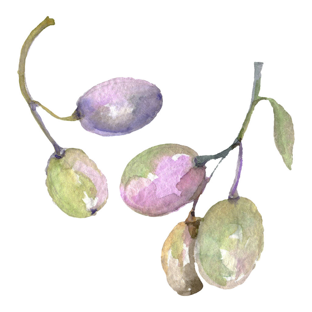 Olivové háje se zelenými ovocem a listy. Akvarel – sada ilustrace.  - Fotografie, Obrázek