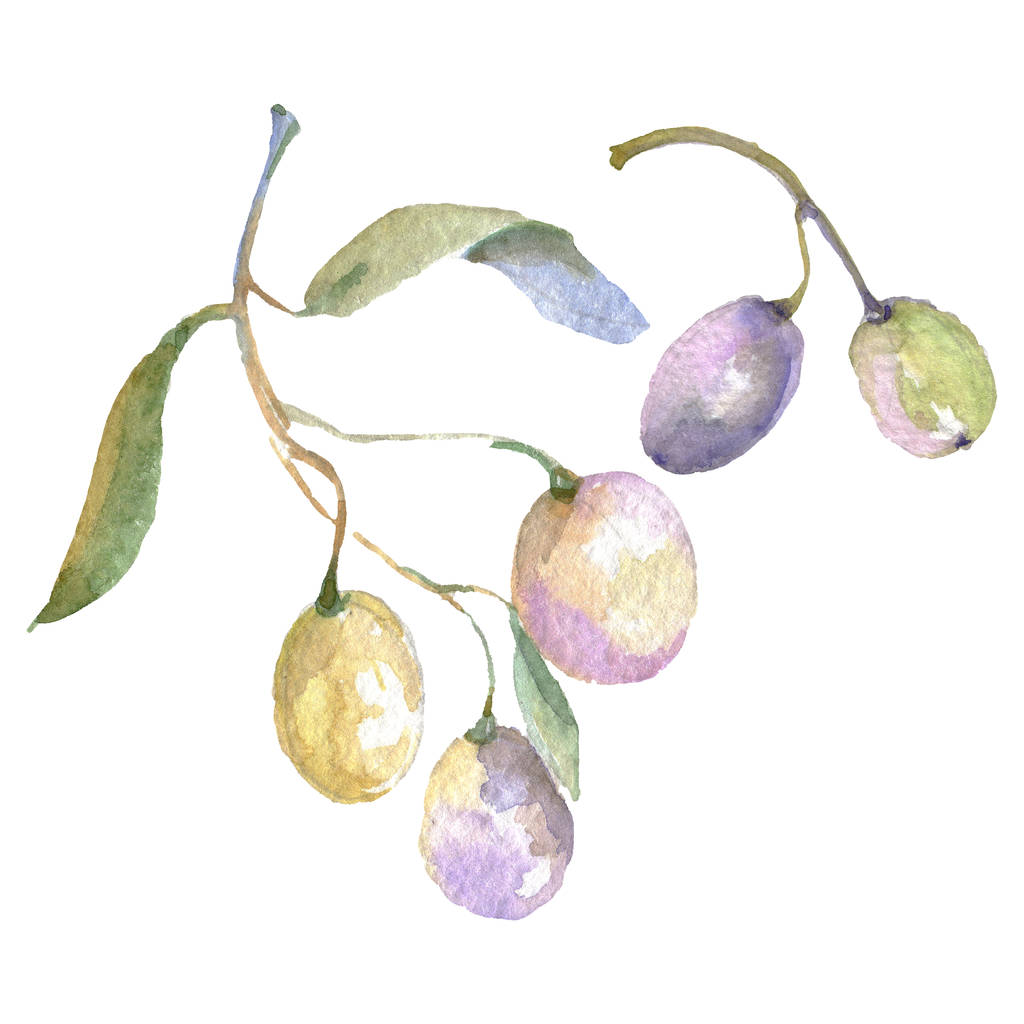 緑の果実と葉とオリーブの枝 水彩背景イラストセット ロイヤリティフリー写真 画像素材