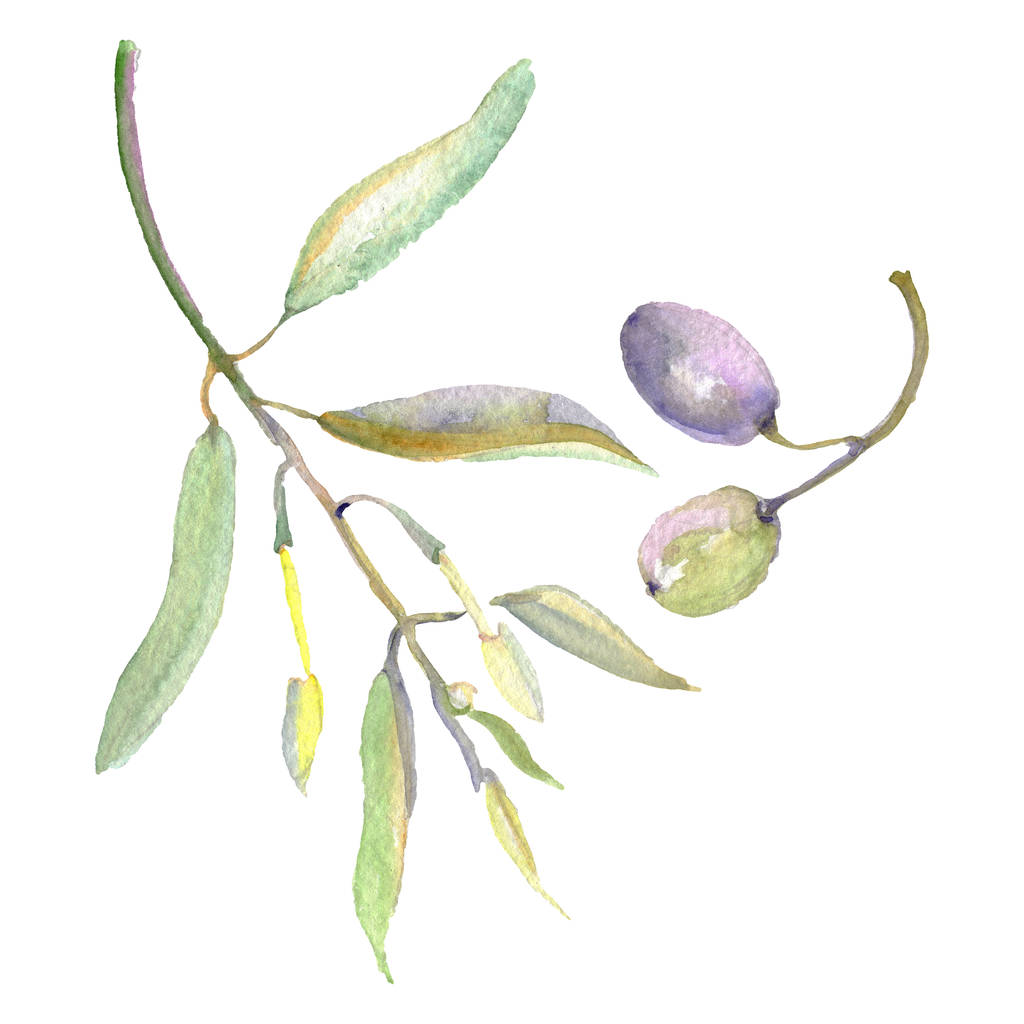 Κλαδιά ελιάς με πράσινα φρούτα και φύλλα. Σύνολο εικονογράφησης φόντου υδατογραφηματού.  - Φωτογραφία, εικόνα
