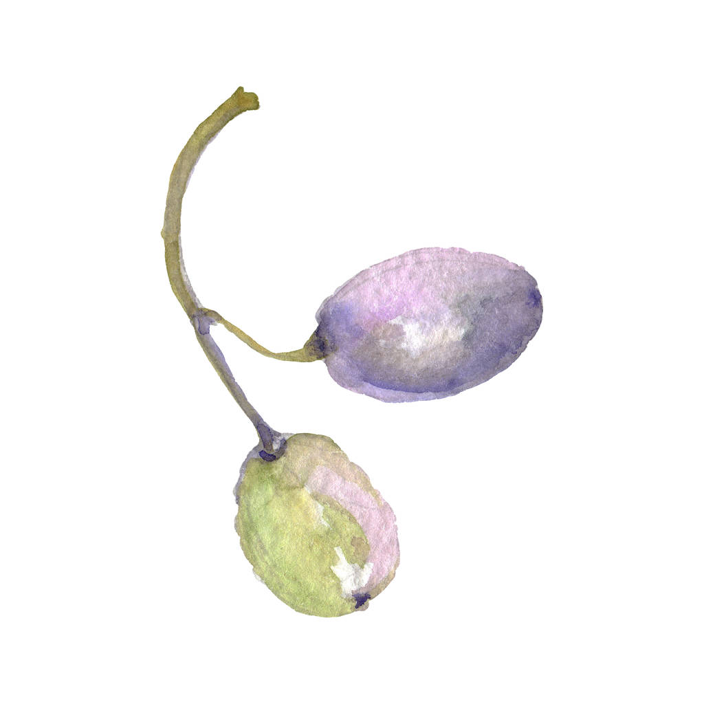 Olivová větev se zeleným ovocem izolovaným na bílém. Akvarel – sada ilustrace.  - Fotografie, Obrázek