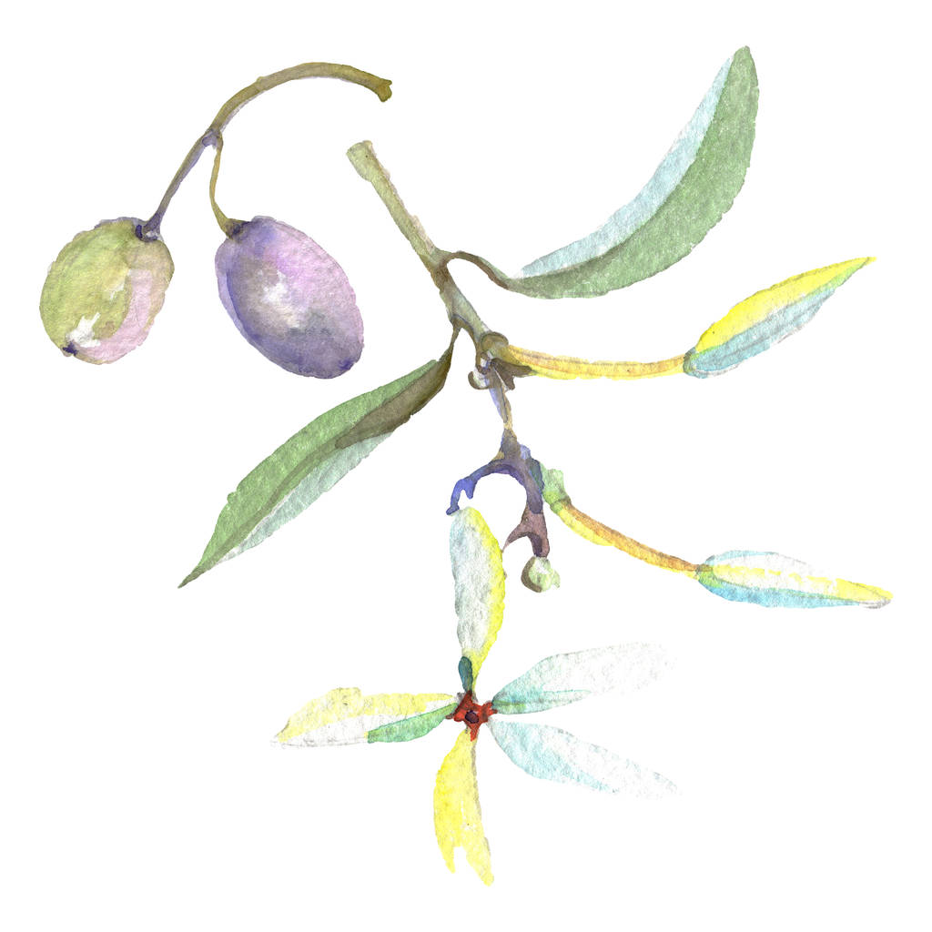 緑の果実と葉とオリーブの枝。水彩背景イラストセット.  - 写真・画像