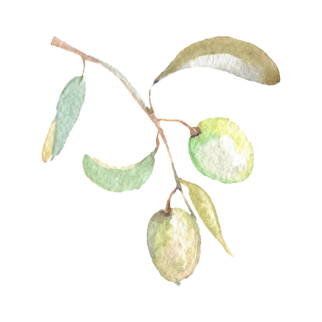 Oliivi haara vihreitä hedelmiä ja lehtiä eristetty valkoinen. Vesiväritaustakuvasarja
.  - Valokuva, kuva