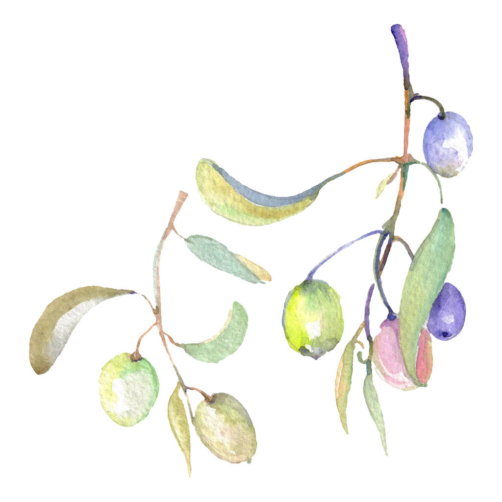 branches d'olivier avec des fruits verts et des feuilles. Ensemble d'illustration de fond aquarelle
.  - Photo, image