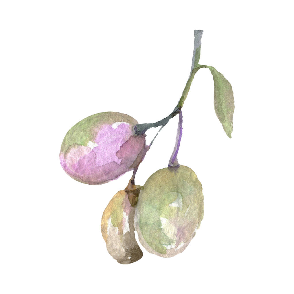 Κλαδί ελιάς με πράσινα φρούτα και φύλλα απομονωμένα σε λευκό. Σύνολο εικονογράφησης φόντου υδατογραφηματού.  - Φωτογραφία, εικόνα
