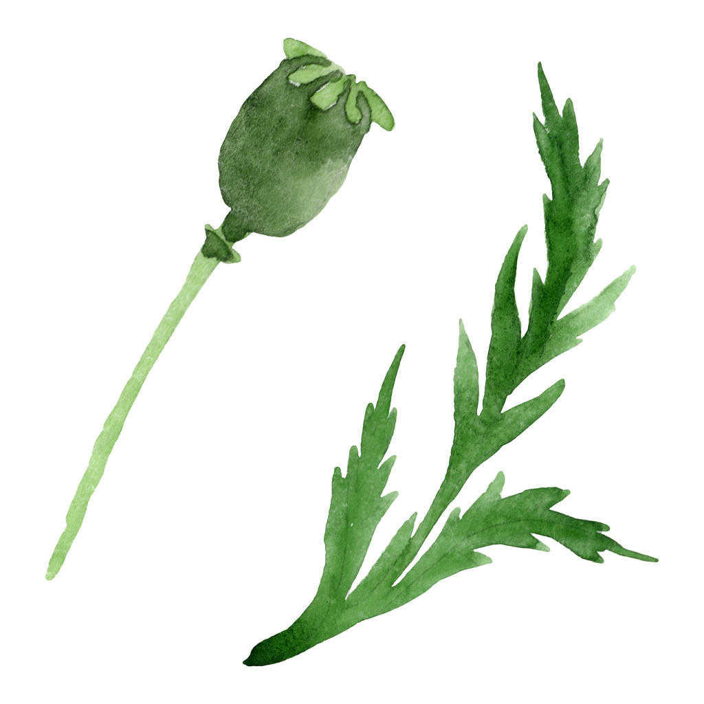 Klaproos bloem Bud met groen blad geïsoleerd op wit. Aquarel achtergrond illustratie set.  - Foto, afbeelding