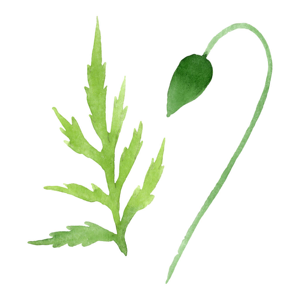 Παπαρούνα λουλούδι με πράσινο φύλλο απομονώνεται σε λευκό. Σύνολο εικονογράφησης φόντου υδατογραφηματού.  - Φωτογραφία, εικόνα