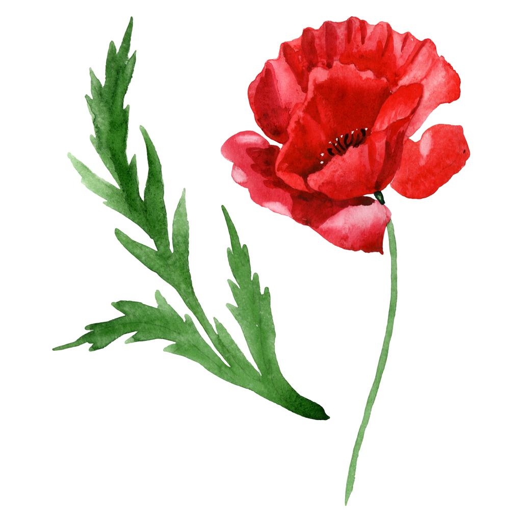 Czerwony kwiat maku z zielonym liściem na białym tle. Akwarela ilustracja tło zestaw.  - Zdjęcie, obraz