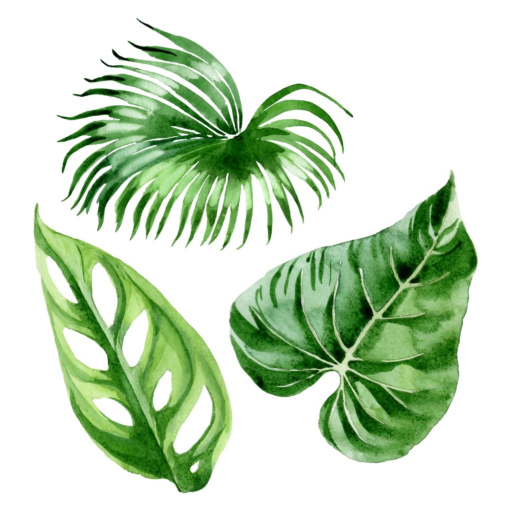 Hojas exóticas de palmera hawaiana tropical aisladas en blanco. Acuarela fondo ilustración conjunto
.  - Foto, Imagen