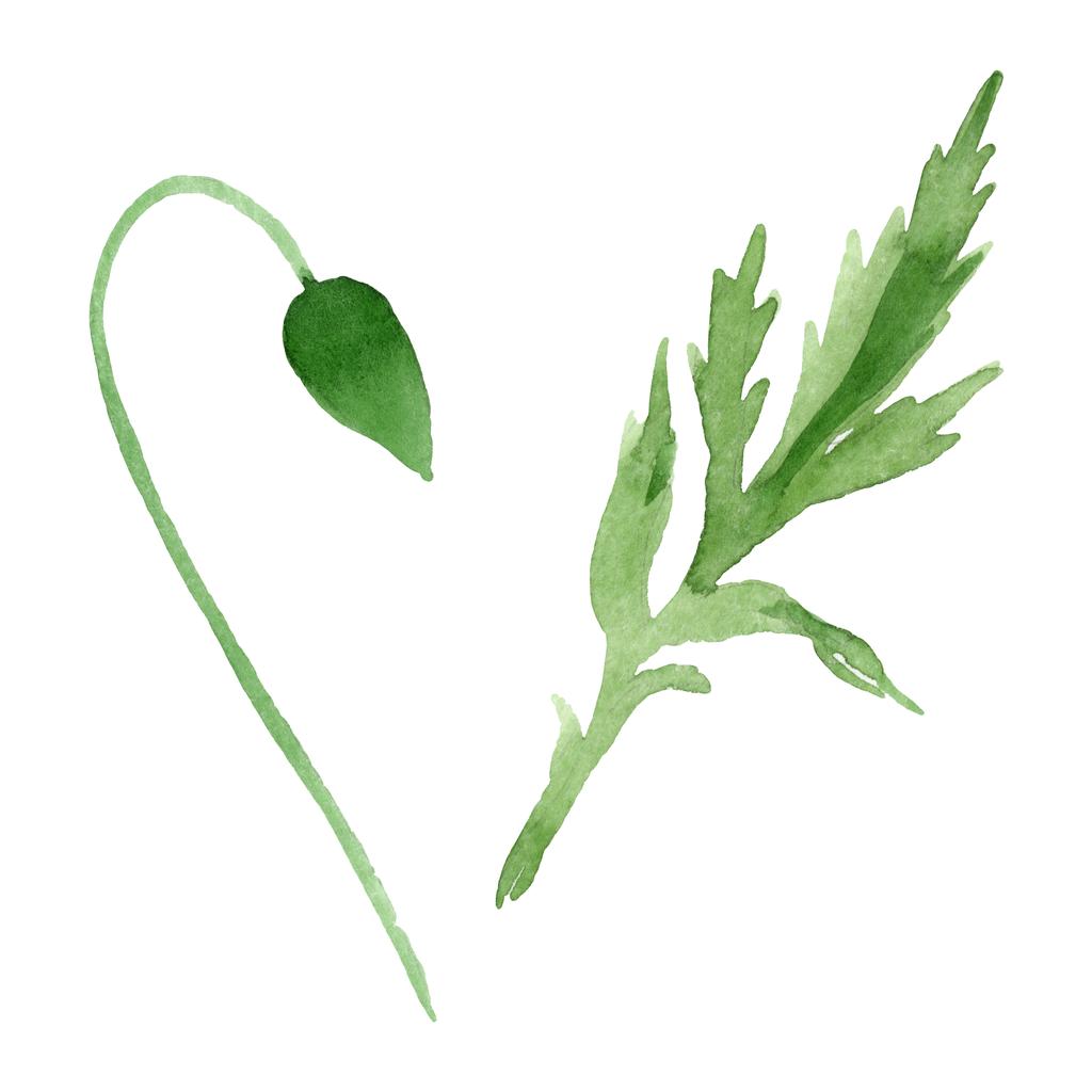 Brote de flor de amapola con hoja verde aislada en blanco. Acuarela fondo ilustración conjunto
.  - Foto, imagen