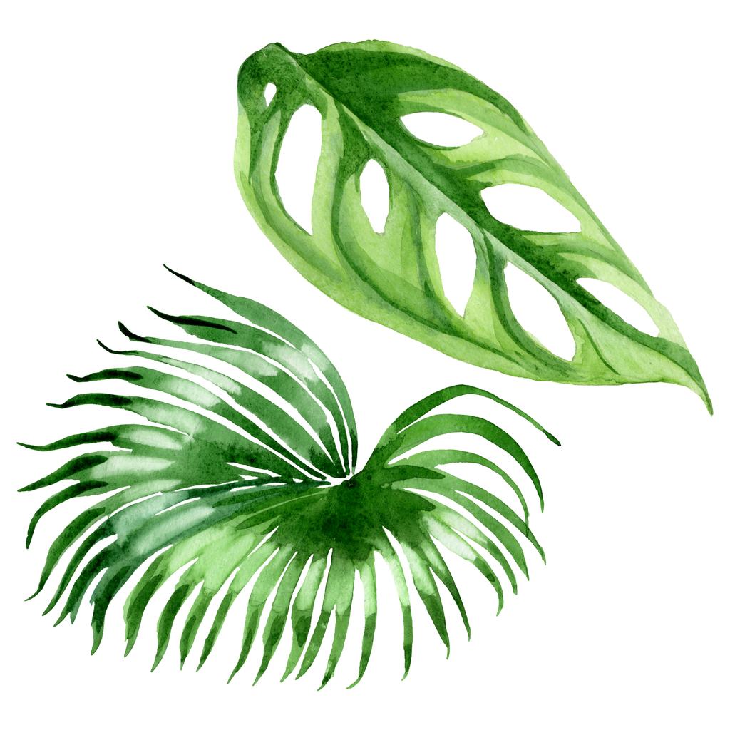 Екзотичні тропічні листя гавайської пальми ізольовані на білому. Набір ілюстрацій акварельного фону
.  - Фото, зображення