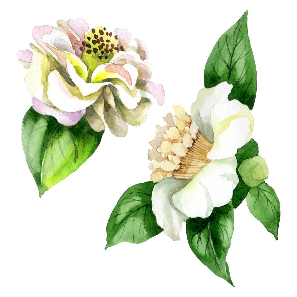 Bílé kamélie květiny se zelenými listy izolované na bílém. Nastavení pozadí akvarelu. - Fotografie, Obrázek