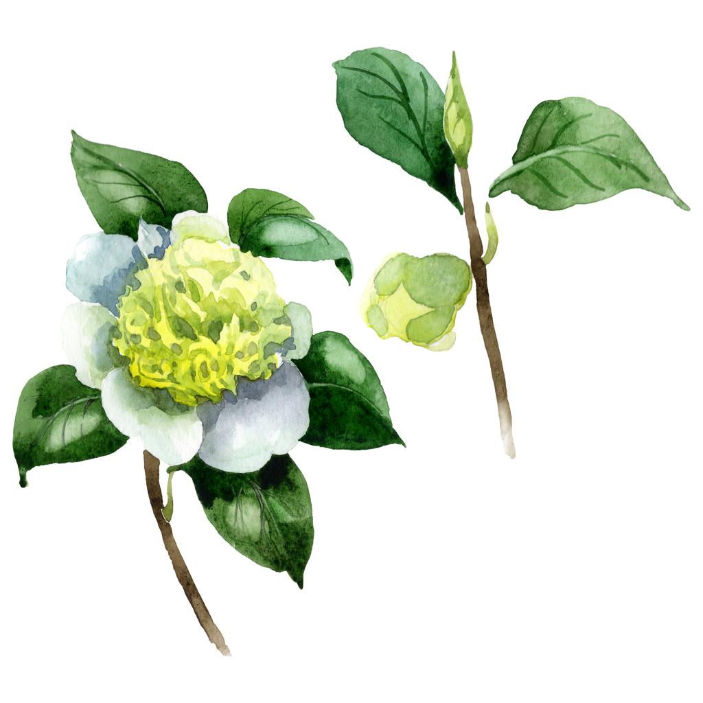 Λευκό λουλούδι καμέλιας με πράσινα φύλλα που απομονώνονται σε λευκό. Σύνολο φόντου υδατογραφίας. - Φωτογραφία, εικόνα