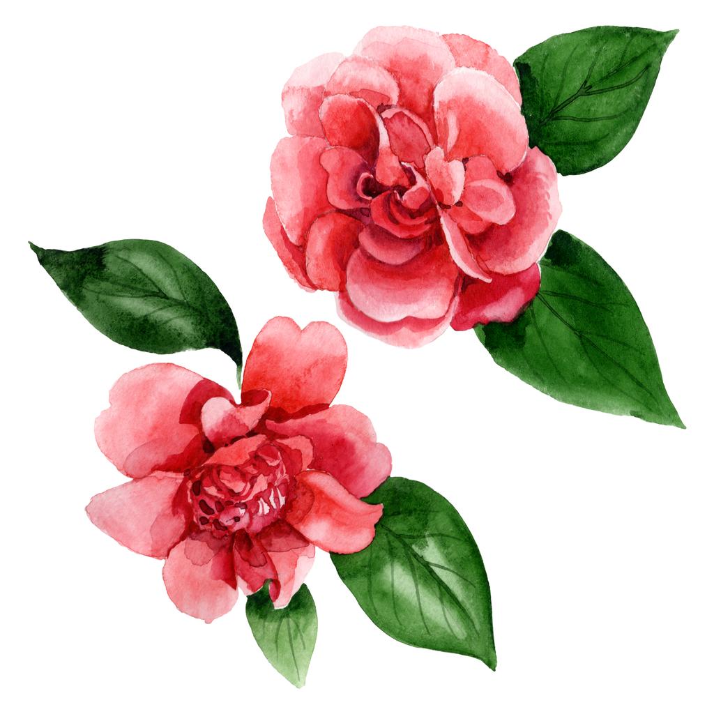 Pink kamélia virágok zöld levelek elszigetelt fehér. Akvarell háttér illusztrációs elemek. - Fotó, kép