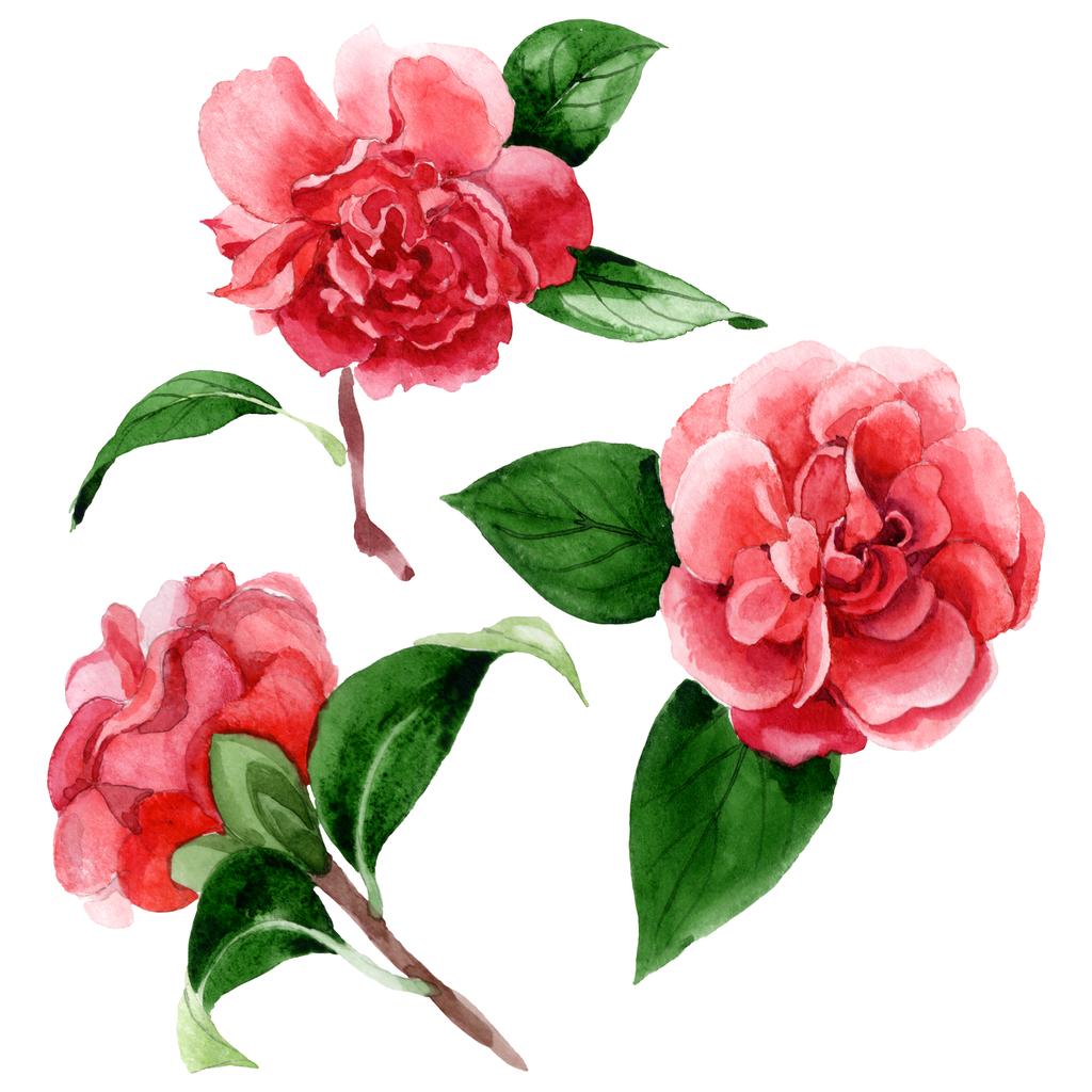 緑色の葉を持つピンクのツバキの花が白に隔離されています。水彩画背景イラスト要素. - 写真・画像