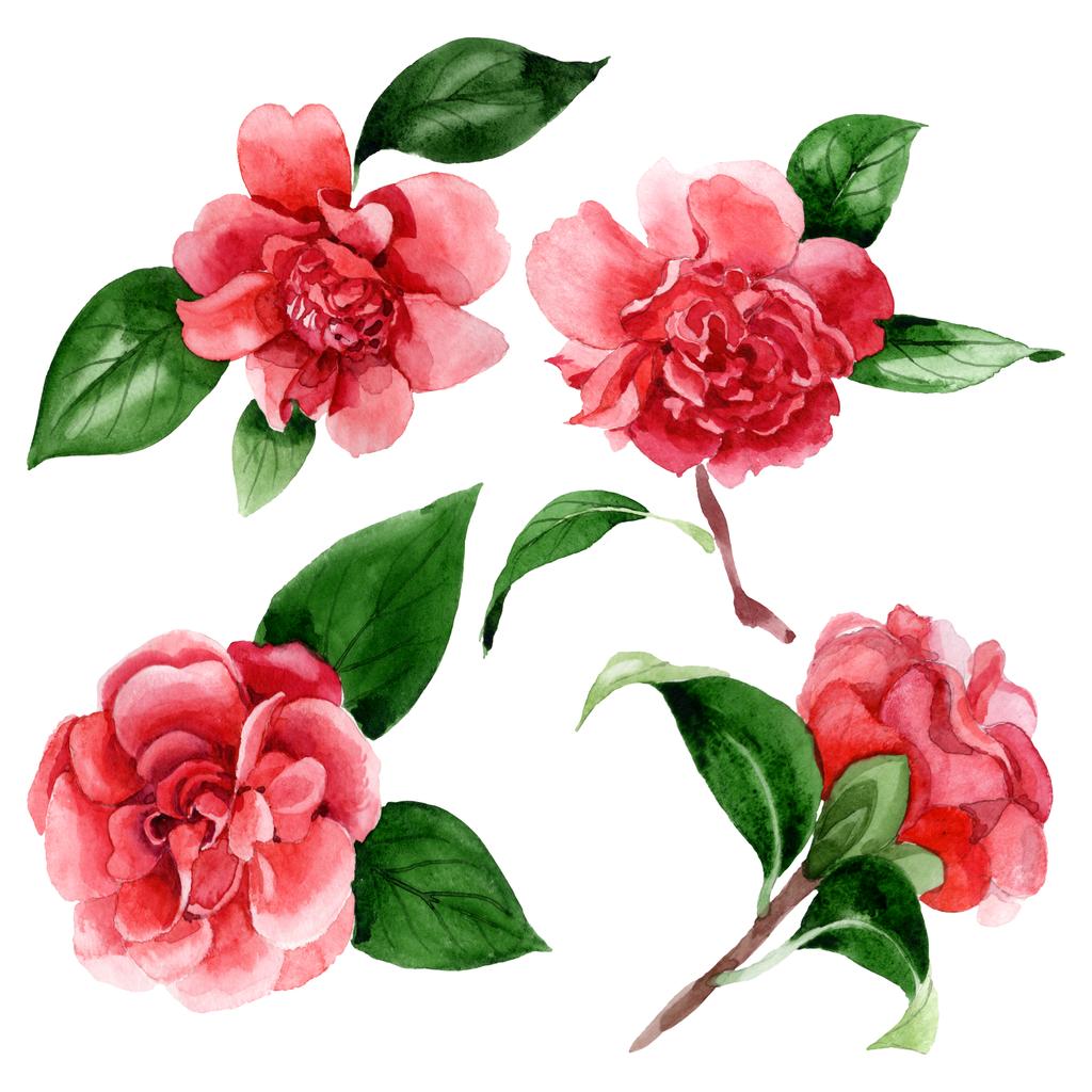 Flores de camélia rosa com folhas verdes isoladas em branco. Elementos de ilustração de fundo aquarela
. - Foto, Imagem
