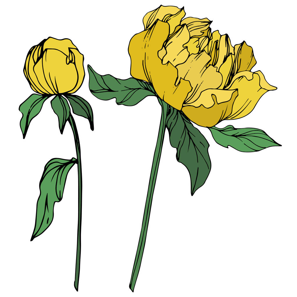 Peonías vectoriales con hojas aisladas en blanco. Arte de tinta grabado amarillo y verde sobre fondo blanco
. - Vector, Imagen