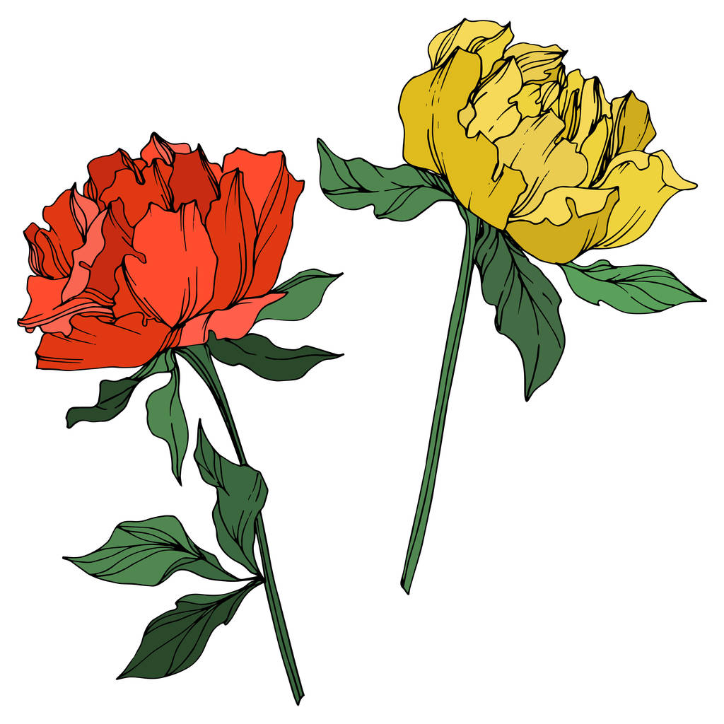 Vector pioenrozen met bladeren geïsoleerd op wit. Gele, rode en groene gegraveerde inkt kunst op witte achtergrond. - Vector, afbeelding