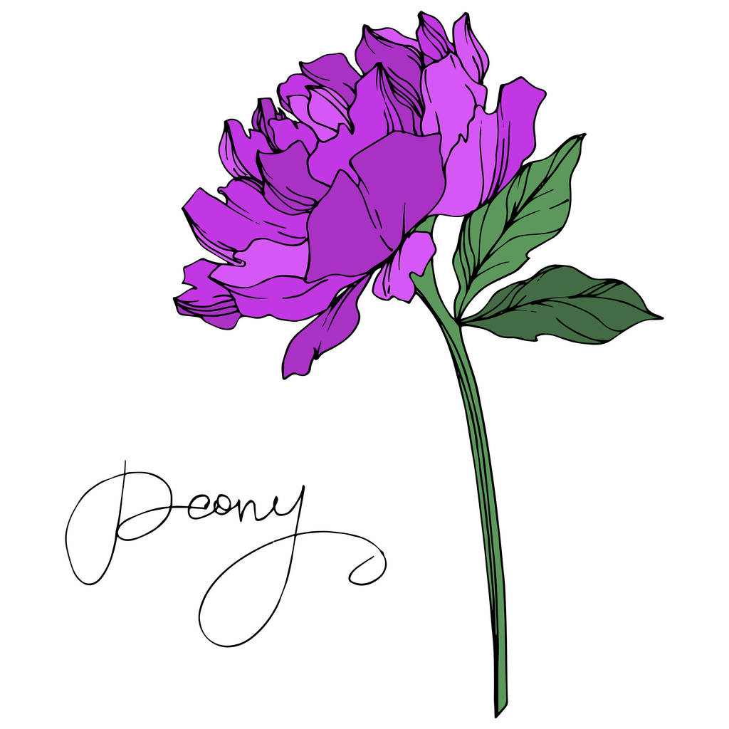 Flor de peonía vectorial con hojas aisladas en blanco con letras de peonía. Tinta grabada púrpura y verde sobre fondo blanco
. - Vector, imagen