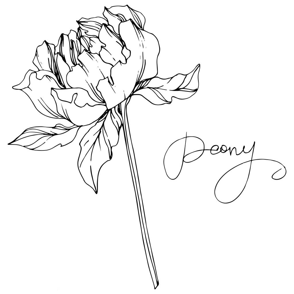 Vektor pünkösdi rózsa virág levelek elszigetelt fehér bazsarózsa betűkkel. Fekete-fehér vésett tintakart. - Vektor, kép