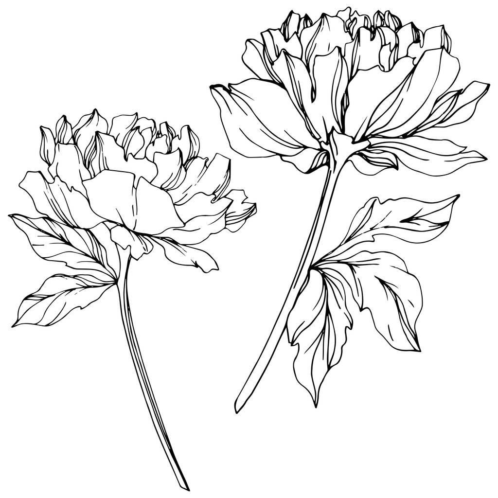 Vector pioenrozen met bladeren geïsoleerd op wit. Zwart-wit gegraveerd inkt kunst. - Vector, afbeelding