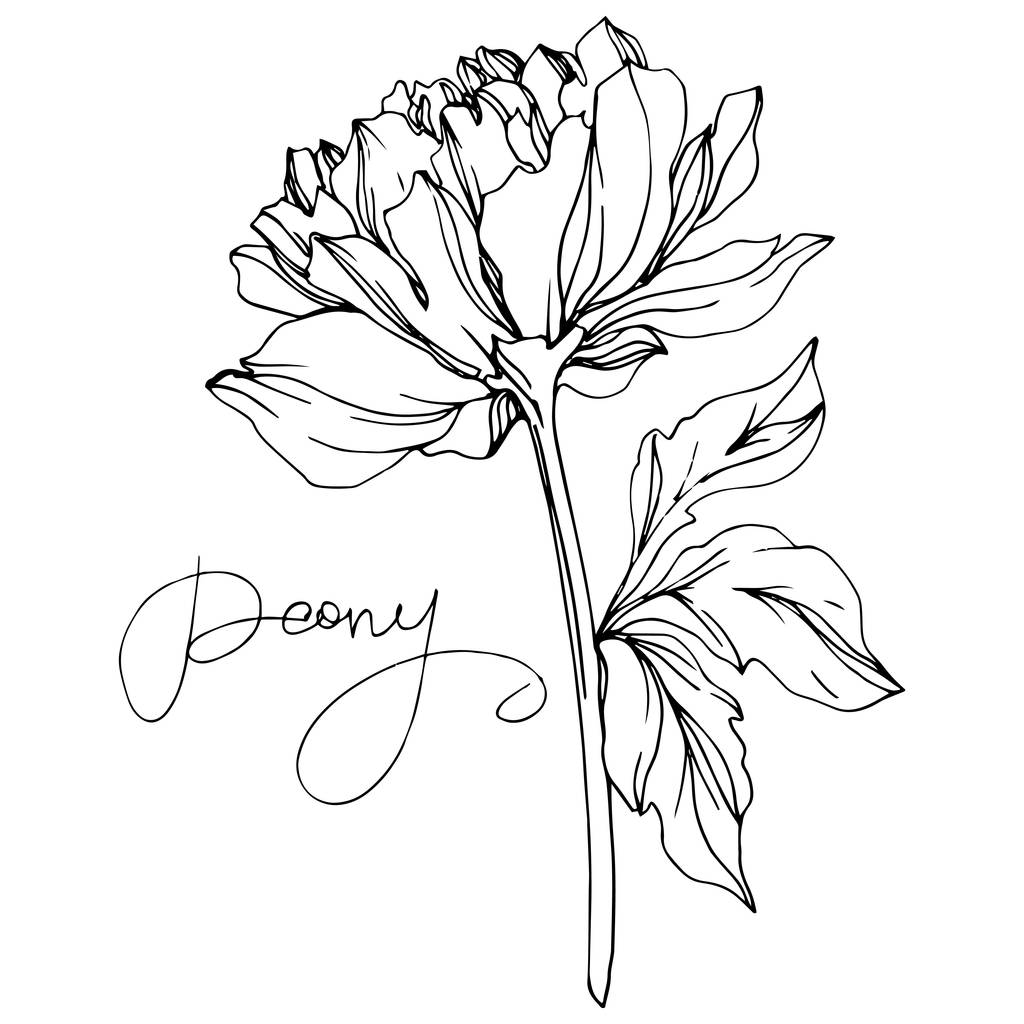 ベクトルピオニーの花は、葉がピオニーレタリングで白に分離されています。白黒彫刻インクアート. - ベクター画像