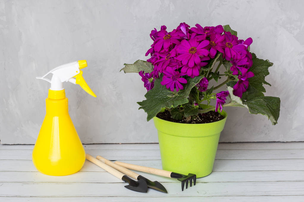 spray bottle and blooming flower against plant diseases and pests. Use hand sprayer with pesticides in the garden - Photo, Image