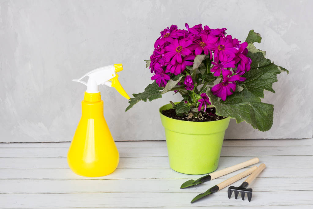 botella de spray y flor en flor contra las enfermedades y plagas de las plantas. Utilice pulverizador de mano con pesticidas en el jardín
 - Foto, imagen