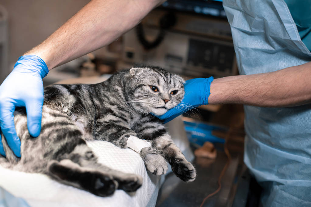 anesthesiologist prepares a cat for surgery. Pet surgery. Pet su - Photo, Image