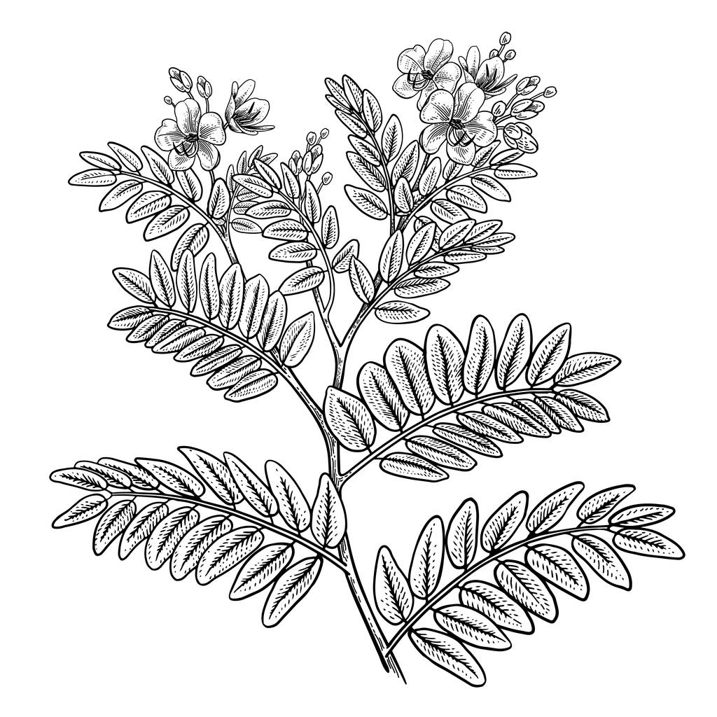 セナ。現実的な薬用植物。花と葉の枝 - ベクター画像