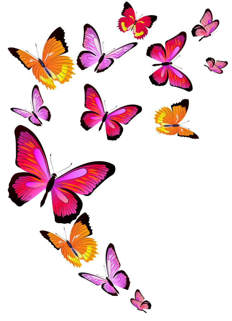 Joukko kirkkaita värikkäitä perhosia eristetty valkoisella taustalla
 - Valokuva, kuva