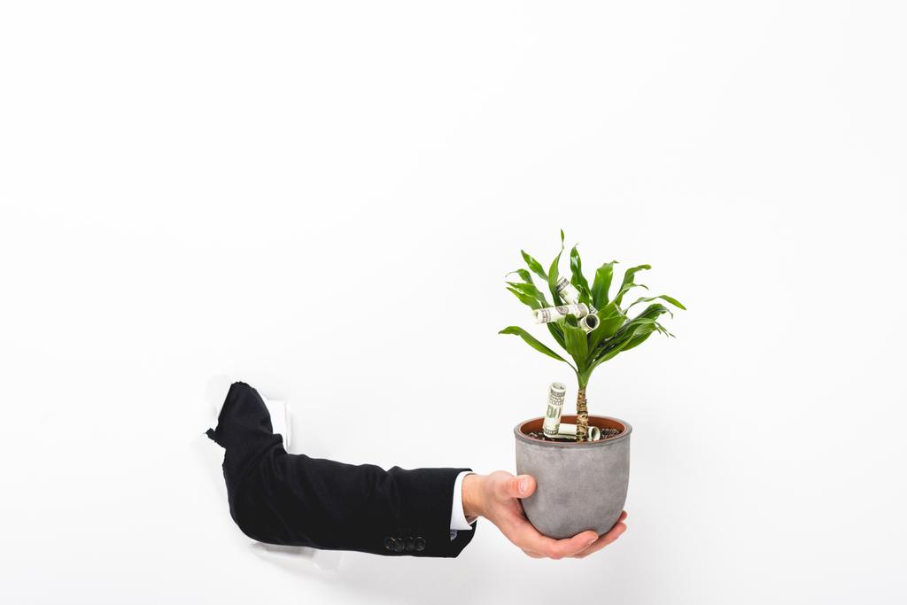 Περικομμένη όψη του ανθρώπου κρατώντας φυτό με τα χρήματα μέσα από την τρύπα σε χαρτί τοίχου σε λευκό - Φωτογραφία, εικόνα