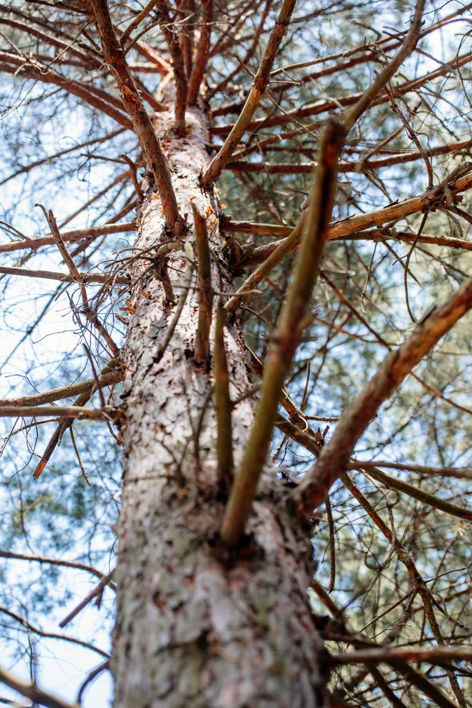 Vista de bajo ángulo de las ramas de pino y el cielo en el bosque
 - Foto, Imagen
