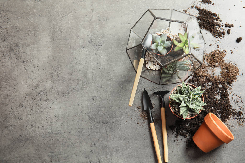 Accueil plantes, pots et outils de jardinage sur fond gris, pose plate. Espace pour le texte
 - Photo, image